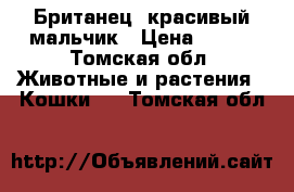 Британец ,красивый мальчик › Цена ­ 700 - Томская обл. Животные и растения » Кошки   . Томская обл.